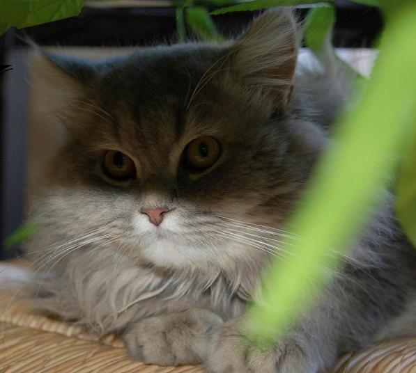 Se ofrece gato persa precioso para montas (solo gatas persa).