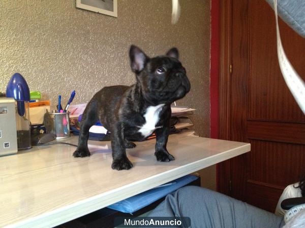 Se vende cachorro bulldog frances calidad Show