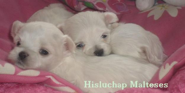 Bichon Maltes  Hisluchap