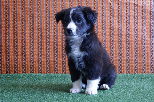 Border Collie machos y hembras disponibles