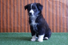 Border Collie machos y hembras disponibles - mejor precio | unprecio.es