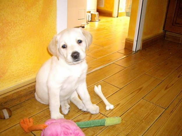 Busco cachorrita de Labrador color clarito, maximo 200 euros.