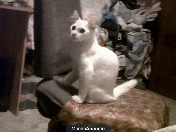 busco novia angora o persa n 658 596 437