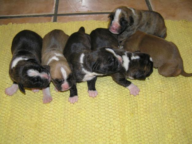 cachorritos boxer