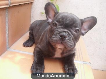 Cachorro ESPECTACULAR de BULLDOG FRANCES. 360 euros