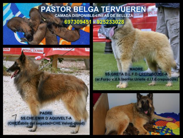 Cachorros de Pastor Belga Vertueren