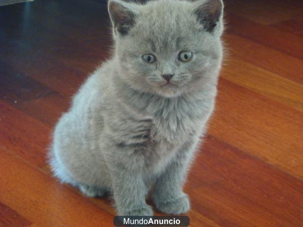 Gatos British Shorthair color Blue - Nacidos el 28/10/11