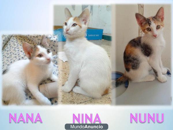 Preciosas 3 gatitas blanquitas multicolores.6meses/medio.NEGATIVAS FELV / FIV