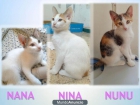 Preciosas 3 gatitas blanquitas multicolores.6meses/medio.NEGATIVAS FELV / FIV - mejor precio | unprecio.es