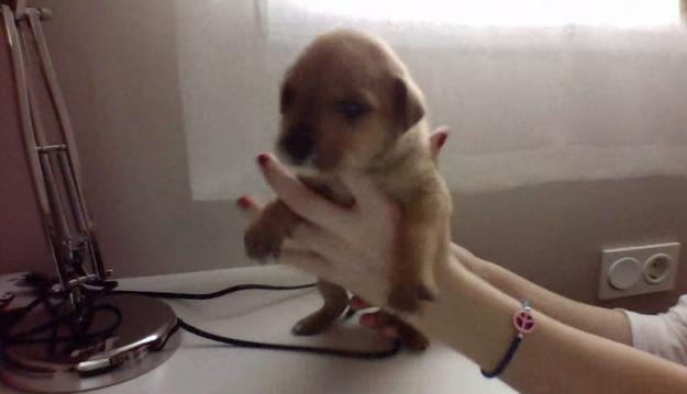 Regalo cuatro cachorros de un mes