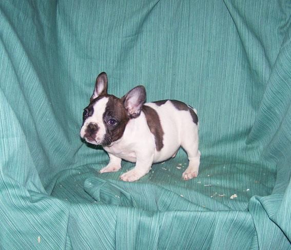 CACHORRITOS DE BULLDOG FRANCES VAQUITAS NEGROS Y FAWN