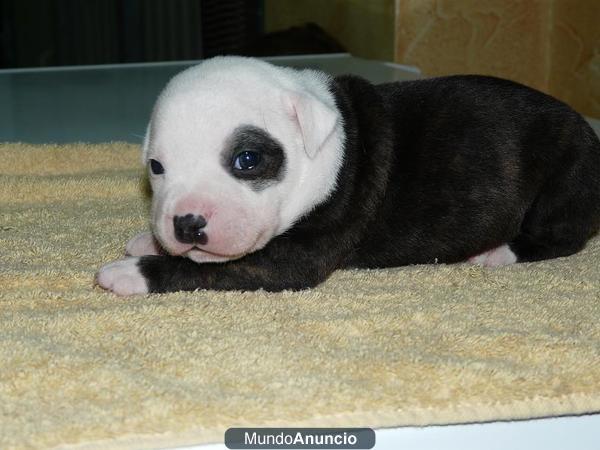 Cachorros de Staffordshire Bull Terrier, Disponibles