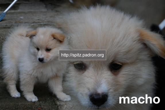 Cachorros Spitz Alemán Mediano