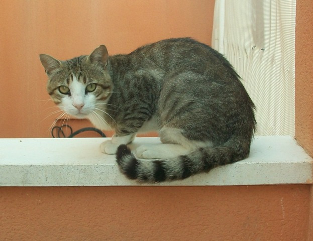 Romeo, lleva mucho tiempo esperando que le rescaten de la calle