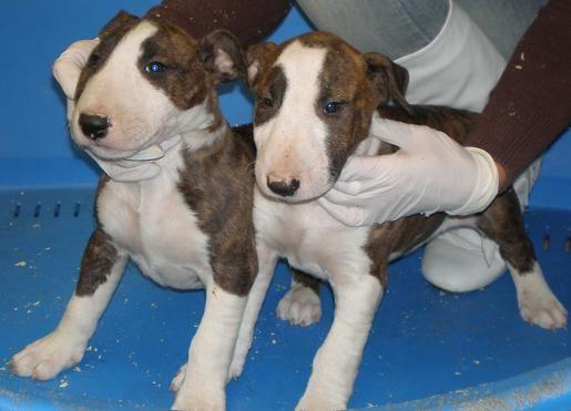 BULLTERRIER CACHORROS DISPONIBLES DESDE 659€*