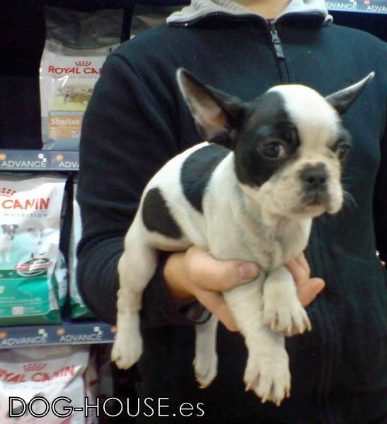 CACHORRITOS DE BULLDOG FRANCES, EXCELENTES! 550 EUROS