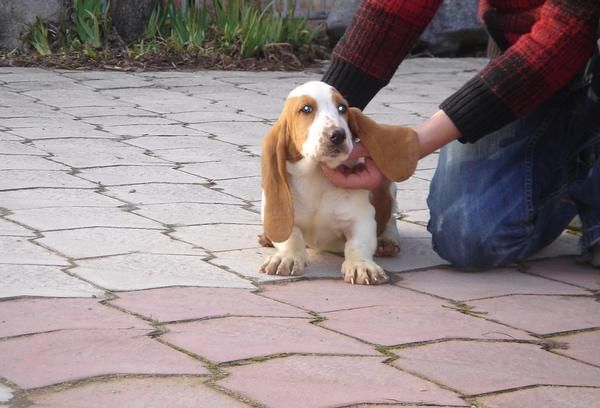 CACHORROS DE BASSET HOUND 450