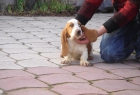 CACHORROS DE BASSET HOUND 450 - mejor precio | unprecio.es