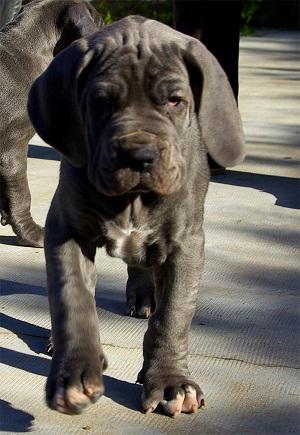 Cachorros Dogo Aleman