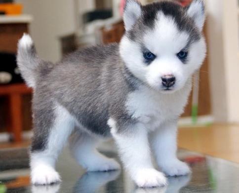 Cachorros Husky Siberiano