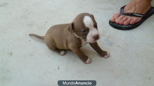 CACHORROS PITBULL AMERICANO (PURO) 250EUROS