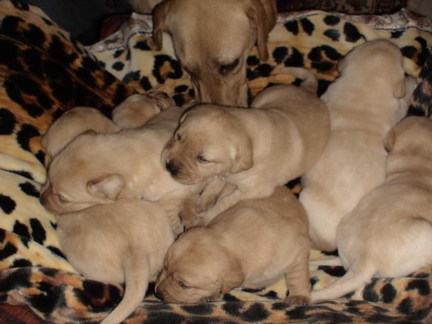 Camada de Labrador retriever con pedigree