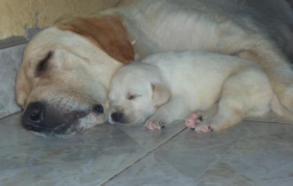 camada de labrador retriever con pedigre