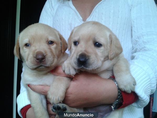 Camada de labradores Puros