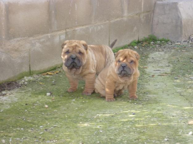 Excelente camada Shar-pei americano