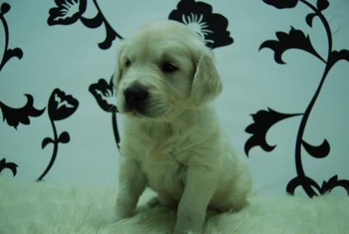 GOLDEN RETRIEVER, CON DOS MESES, camada actual