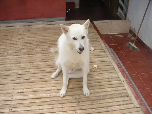 GRATIS PERRO HUSKY MACHO