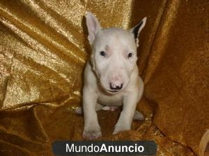 MACHO Y HEMBRA BULL TERRIER CACHORROS