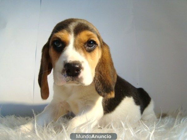 PRESENTAMOS NUESTROS CACHORROS DE BEGLE , VACUNADOS Y DESPARASITADOS , SE ENTRGE