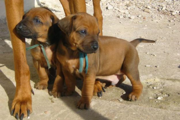 Rhodesian Ridgeback cachorros