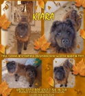 se da en adopcion a chow chow - mejor precio | unprecio.es