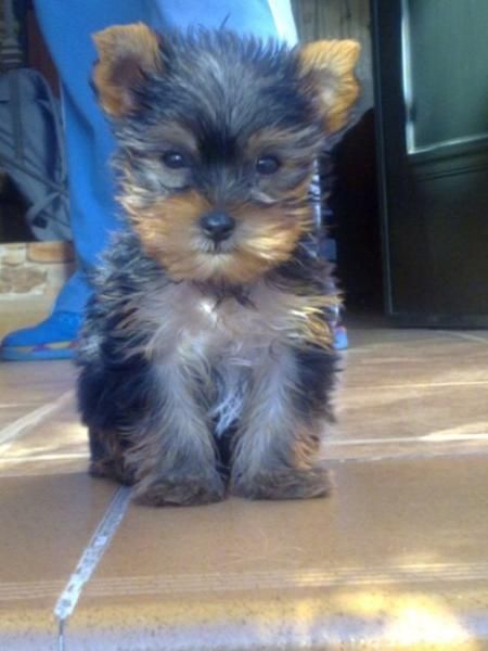 venta yorkshire terrier