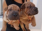 CACHORROS SHAR-PEIS AMERICANOS 330E TRANSPORTES INCLUIDOS - mejor precio | unprecio.es