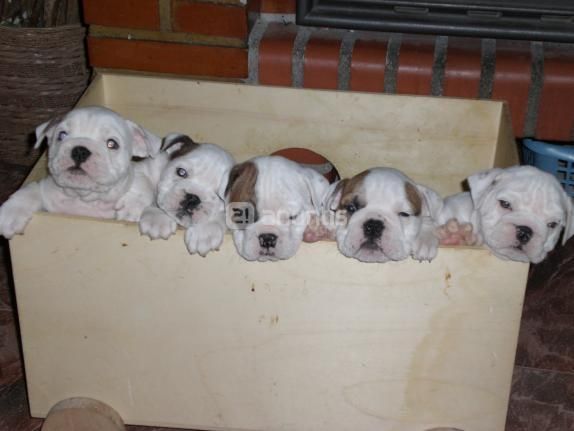 disponibles preciosos cachorros