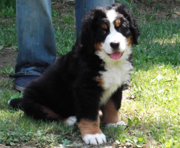 EXCELENTES CACHORROS DE BOYERO DE BERNA PURA RAZA NACIONALES