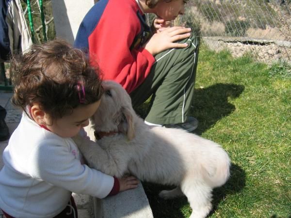 Golden Retriever. Cachorros con pedigri 350