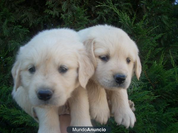 Golden Retriever. Cachorros con pedigri 290€ barcelona