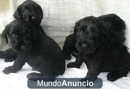 Schnauzer mediano negro