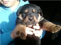 venta de rottweiler