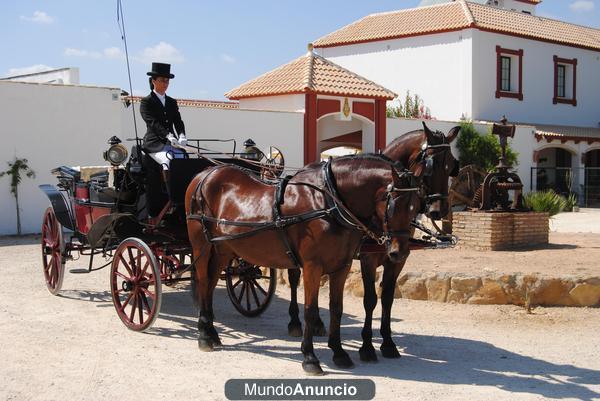 VENTA DE TRONCO DE CABALLOS DE ENGANCHE