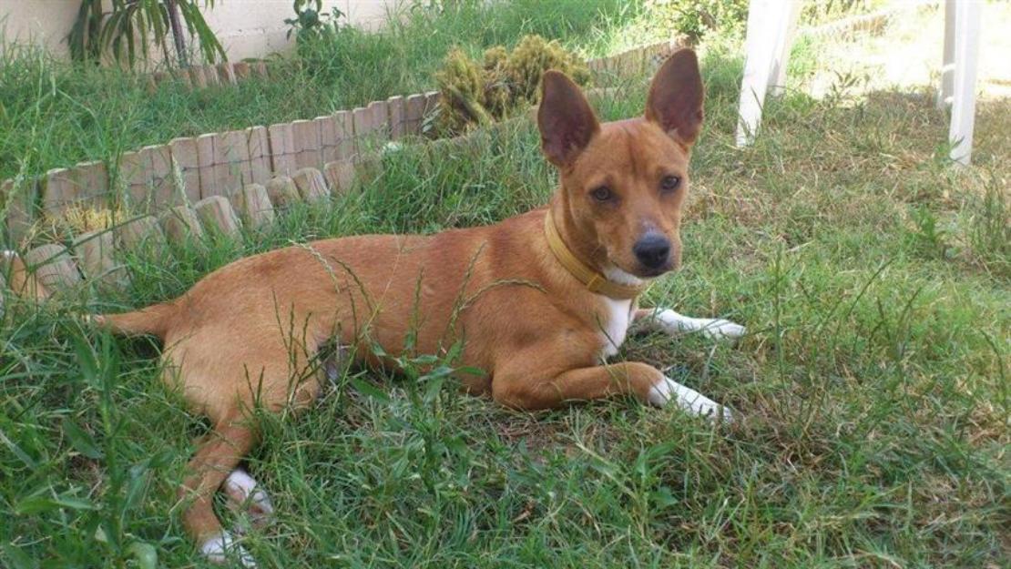 CHENCHO, perro pequeño en adopción