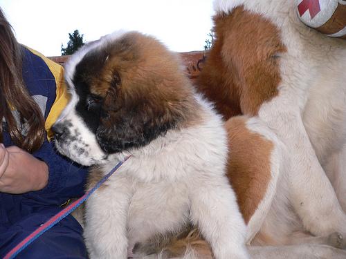 adarable St. Bernard cachorros para su adopción libre