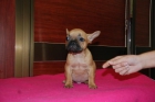 BULLDOG FRANCES FAWN - mejor precio | unprecio.es