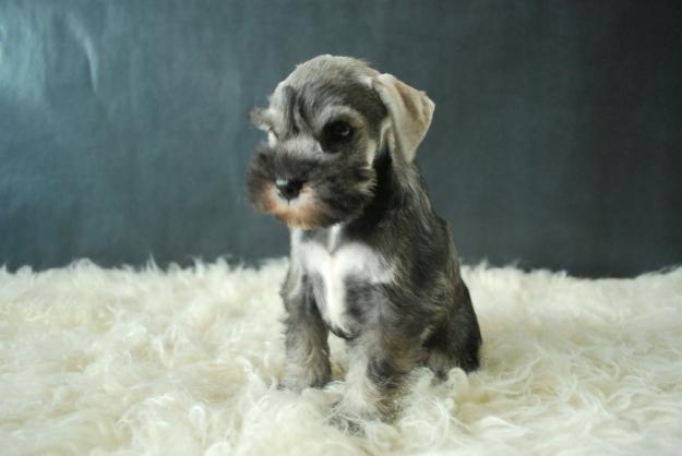 Cachorritos de Schnauzer mini, de dos meses