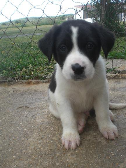 Cachorro grande en un futuro en adopcion