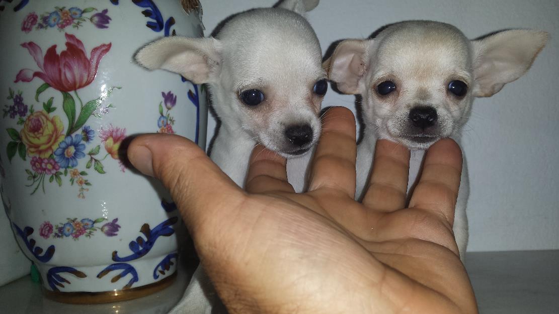 chihuahuas cremas y machito azul